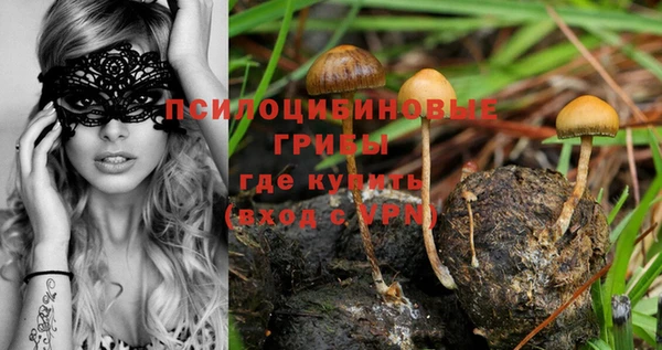 амф Гусев